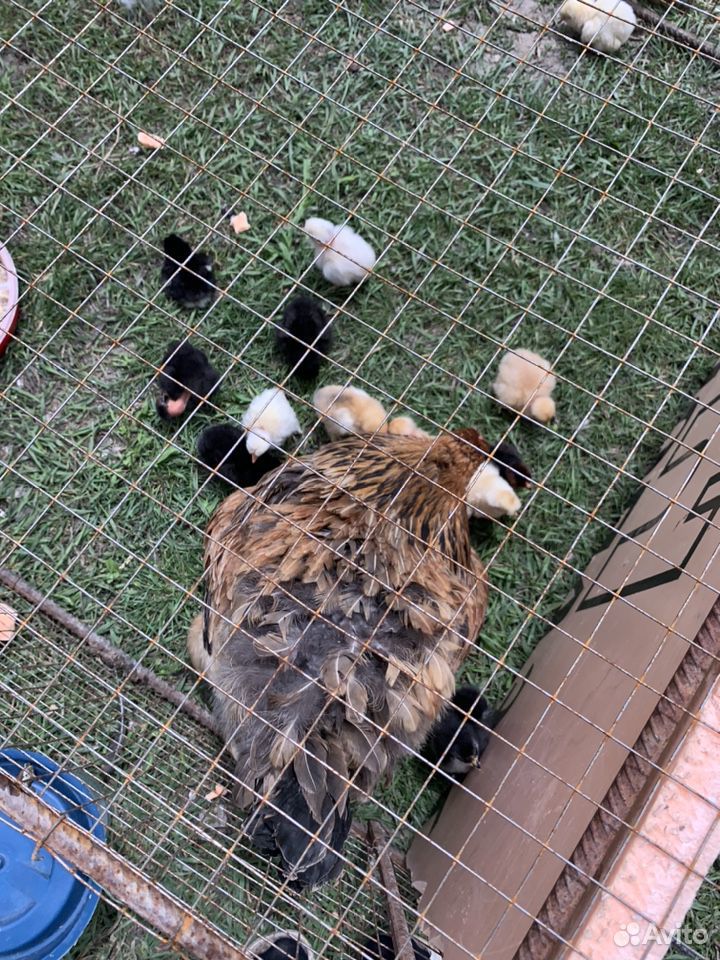 Курицы с цыплятами купить на Зозу.ру - фотография № 5