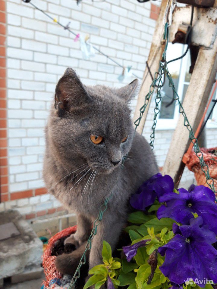 Отдам молодого кота купить на Зозу.ру - фотография № 2