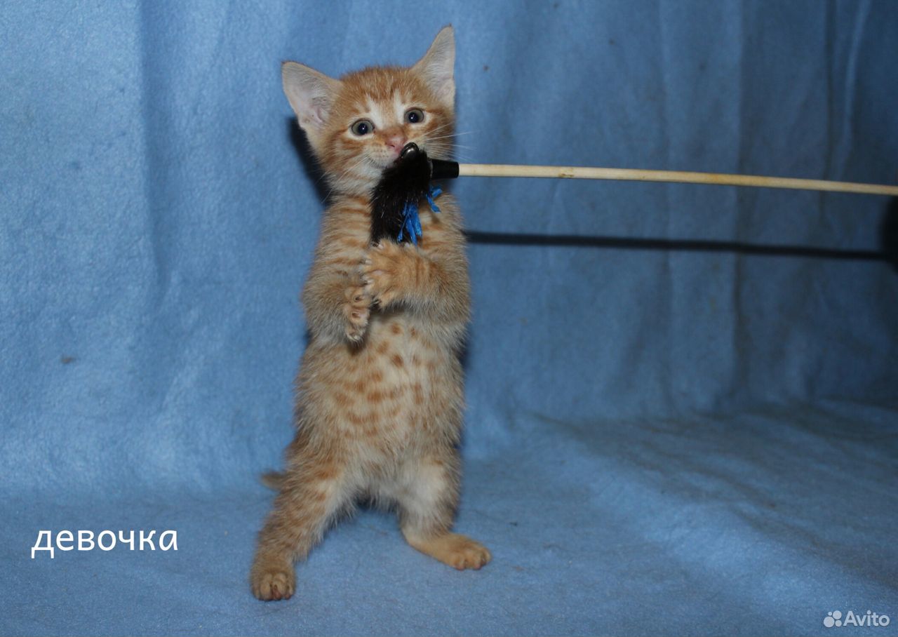 Котята в добрые руки. Котята в дар купить на Зозу.ру - фотография № 3