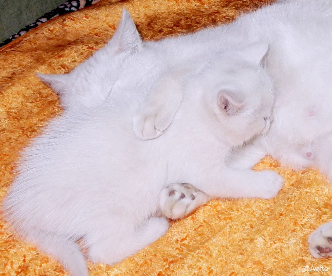Белоснежные голубоглазые котики купить на Зозу.ру - фотография № 3