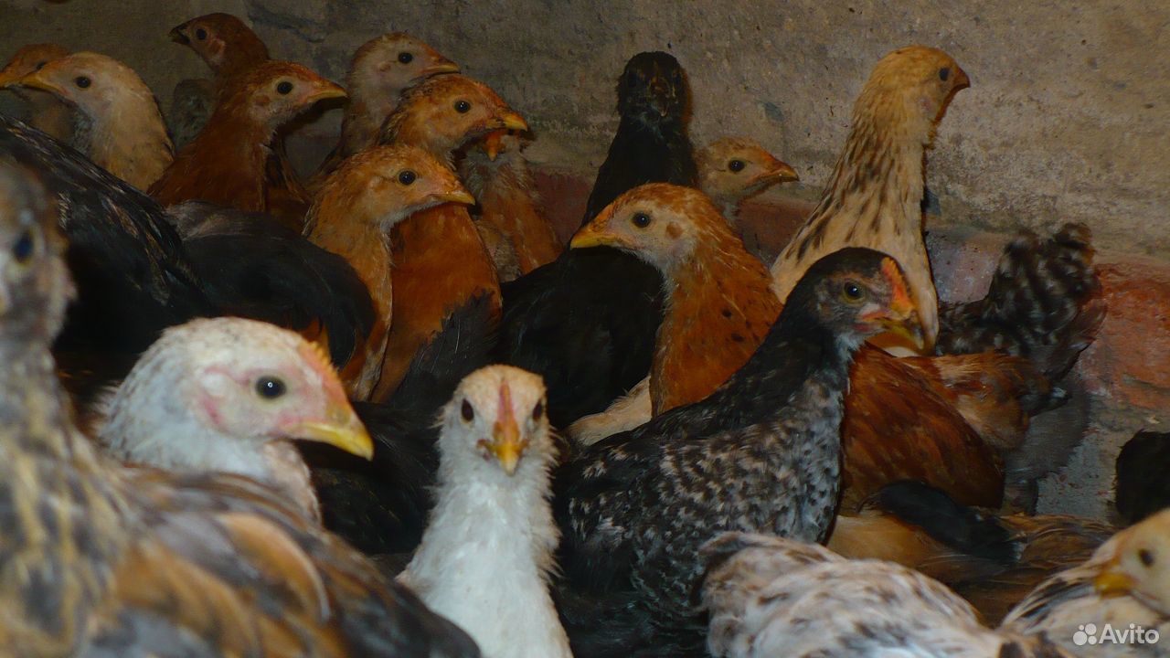 Цыплята купить на Зозу.ру - фотография № 5