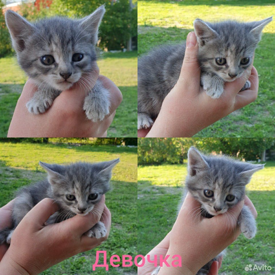 Котята бесплатно купить на Зозу.ру - фотография № 5