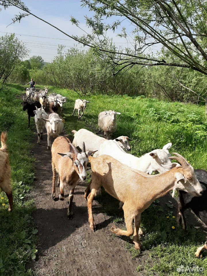 Козы и овцематки купить на Зозу.ру - фотография № 2