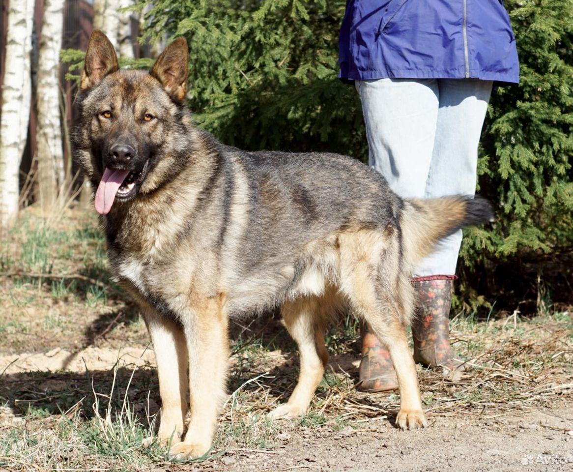 Юджин ищет дом Собака в дар купить на Зозу.ру - фотография № 2