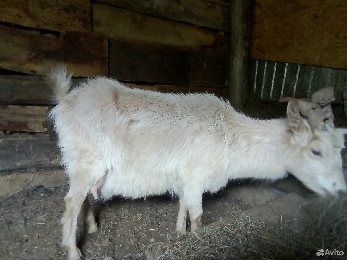Молочные козы, козлята купить на Зозу.ру - фотография № 2