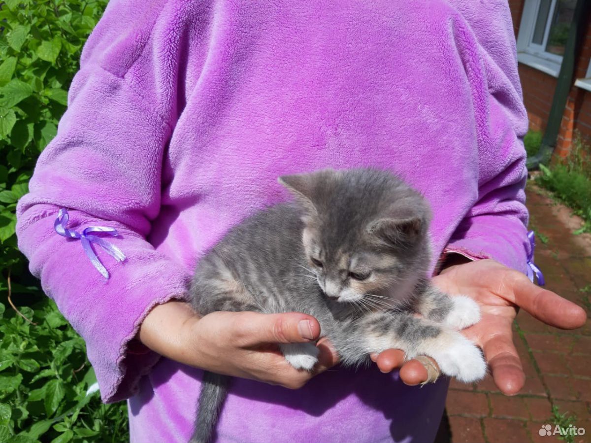 Котёнок девочка 3 месяца купить на Зозу.ру - фотография № 1