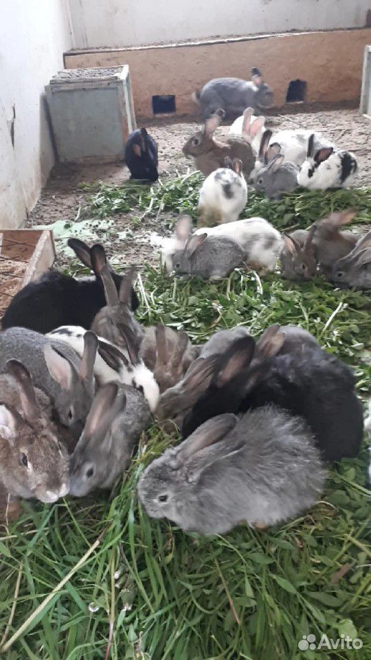 Продажа кроликов купить на Зозу.ру - фотография № 3