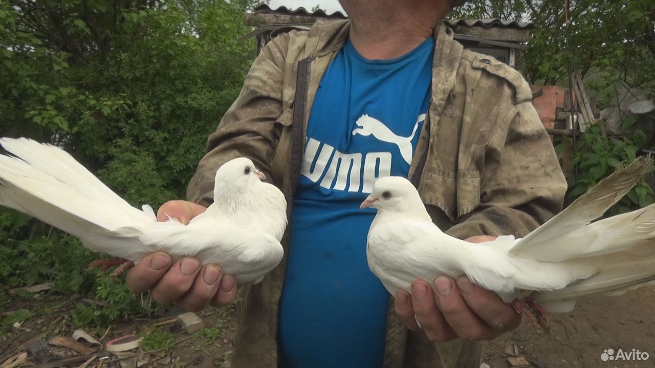 Николаевские высоколетные голуби купить на Зозу.ру - фотография № 7