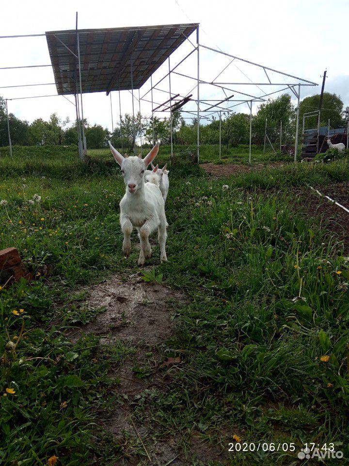 Козёл зааненский на племя от шести литровой козы купить на Зозу.ру - фотография № 1