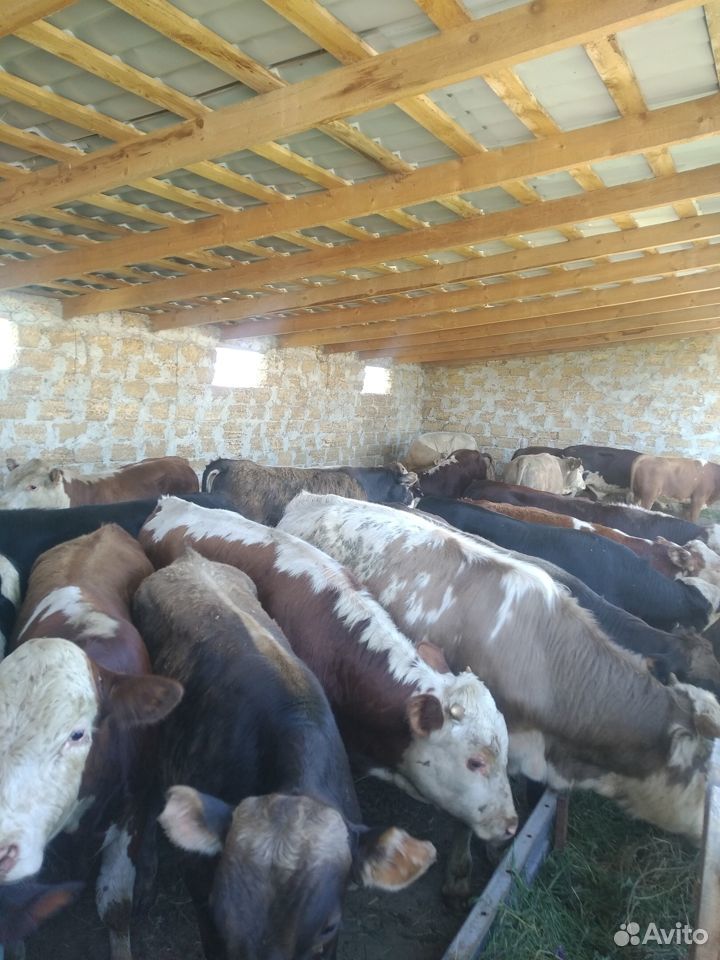 Продам бычков мясных пород купить на Зозу.ру - фотография № 3