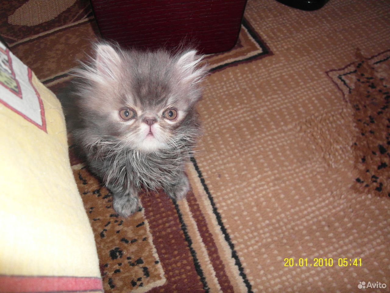 Продам персидских котят купить на Зозу.ру - фотография № 6
