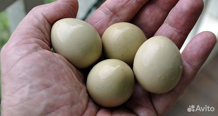 Яйца фазанов купить на Зозу.ру - фотография № 1