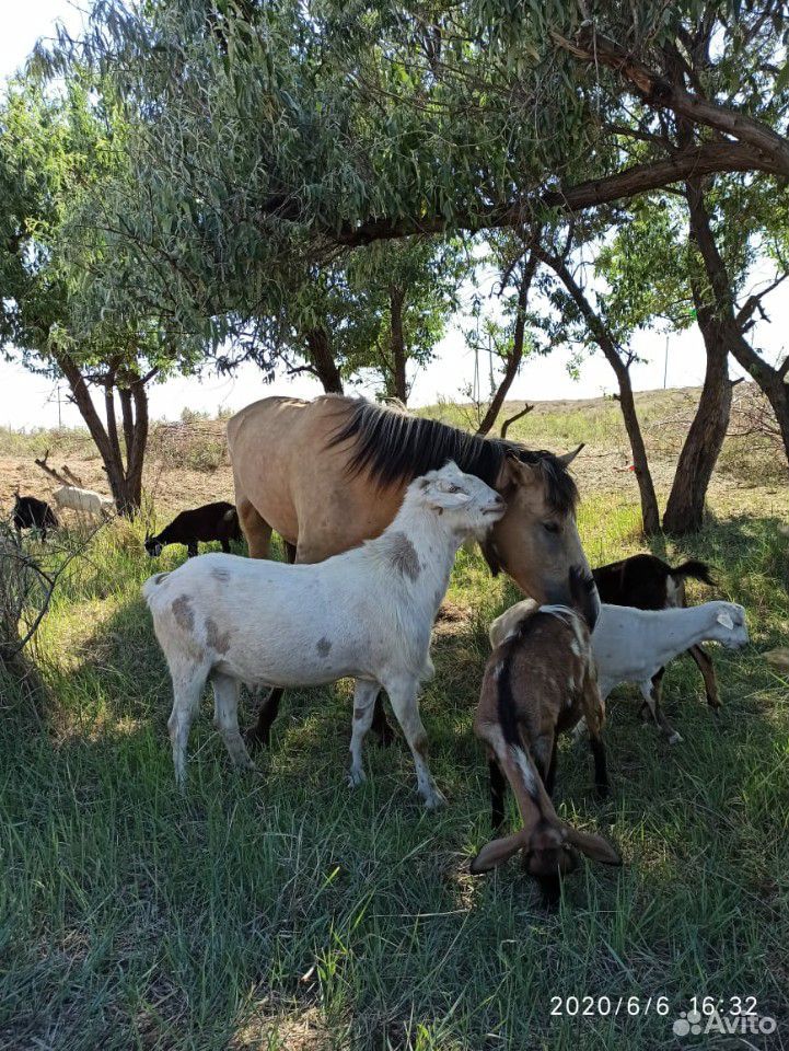 Нубийский козёл,козы,козлята купить на Зозу.ру - фотография № 1