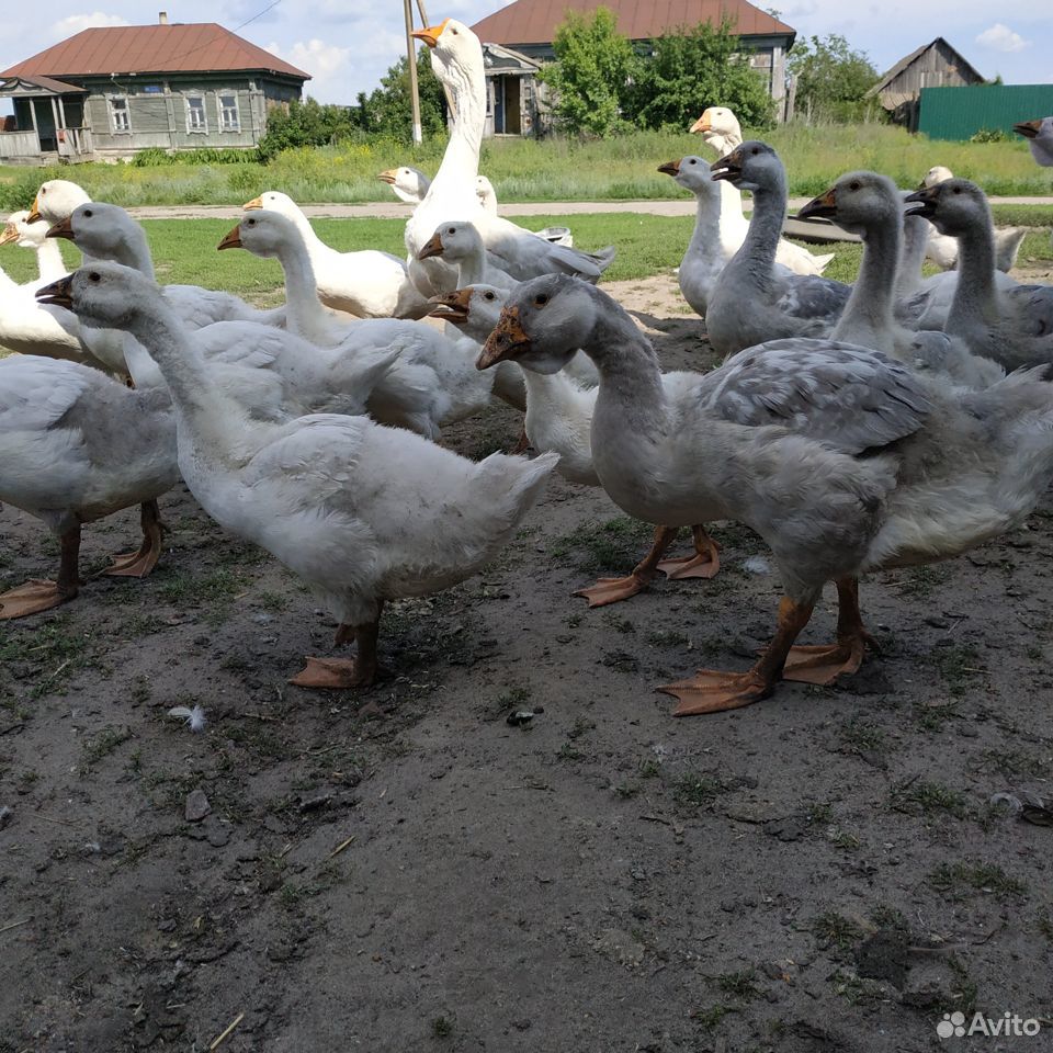 Индоутята,цыплята,гусята купить на Зозу.ру - фотография № 4