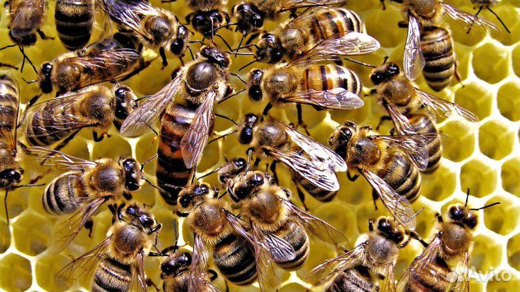Улей с пчёлами. Семья пчёл купить на Зозу.ру - фотография № 3