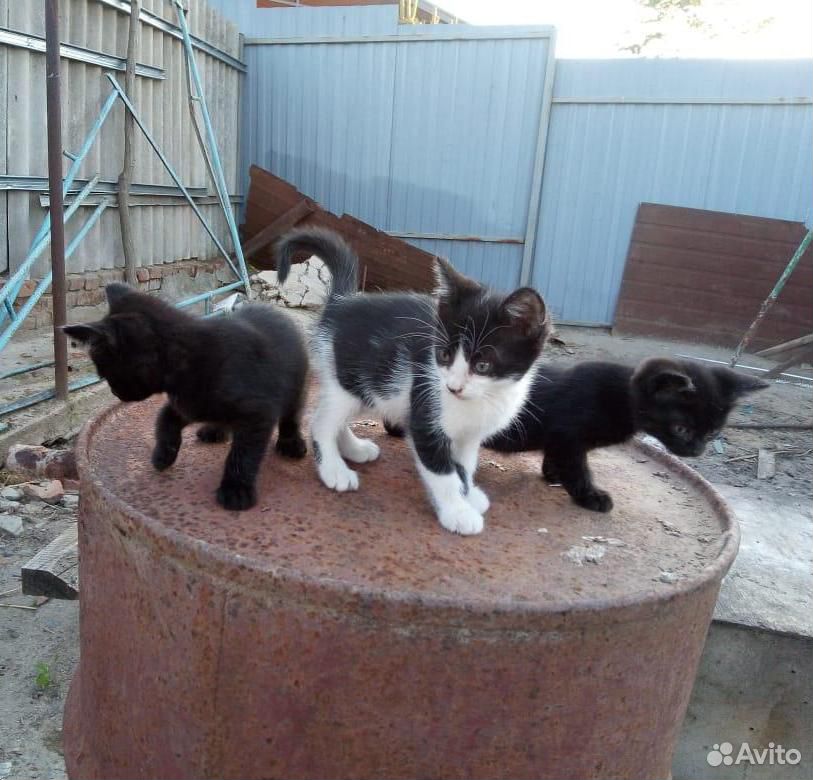 Пасхальные котята ищут добрые и надёжные руки купить на Зозу.ру - фотография № 1