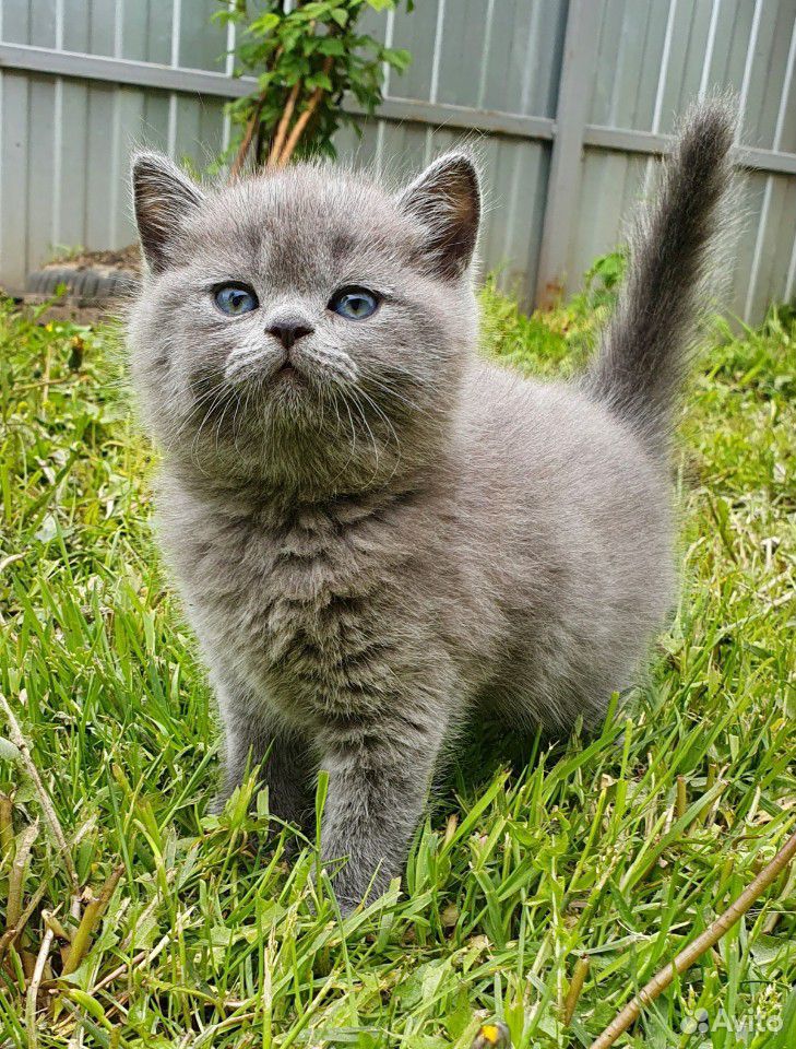 Британские плюшевые котята купить на Зозу.ру - фотография № 5