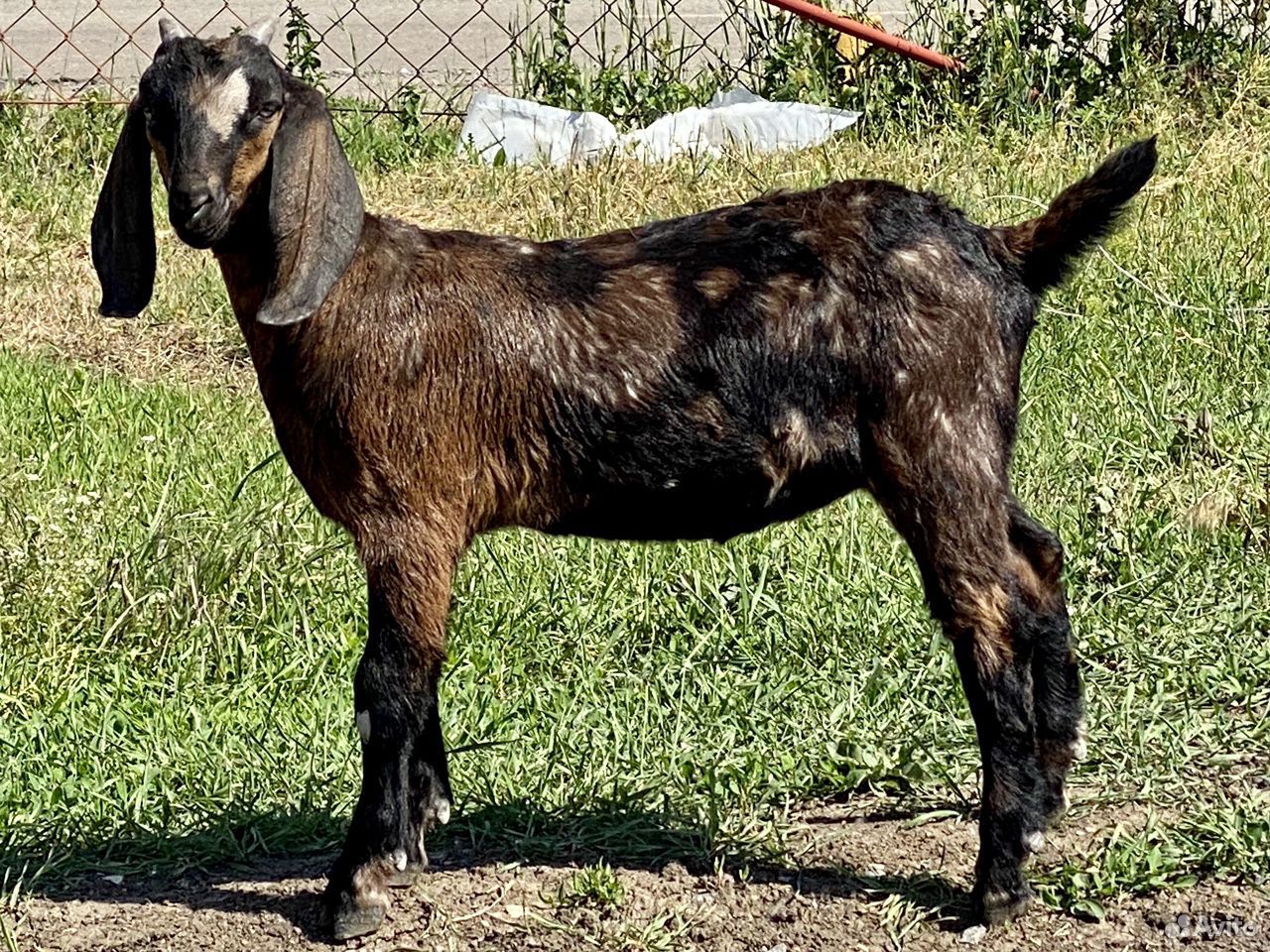 Нубийские козы купить на Зозу.ру - фотография № 1
