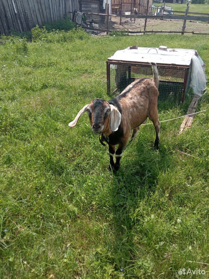 Продам дойных коз, козла купить на Зозу.ру - фотография № 7