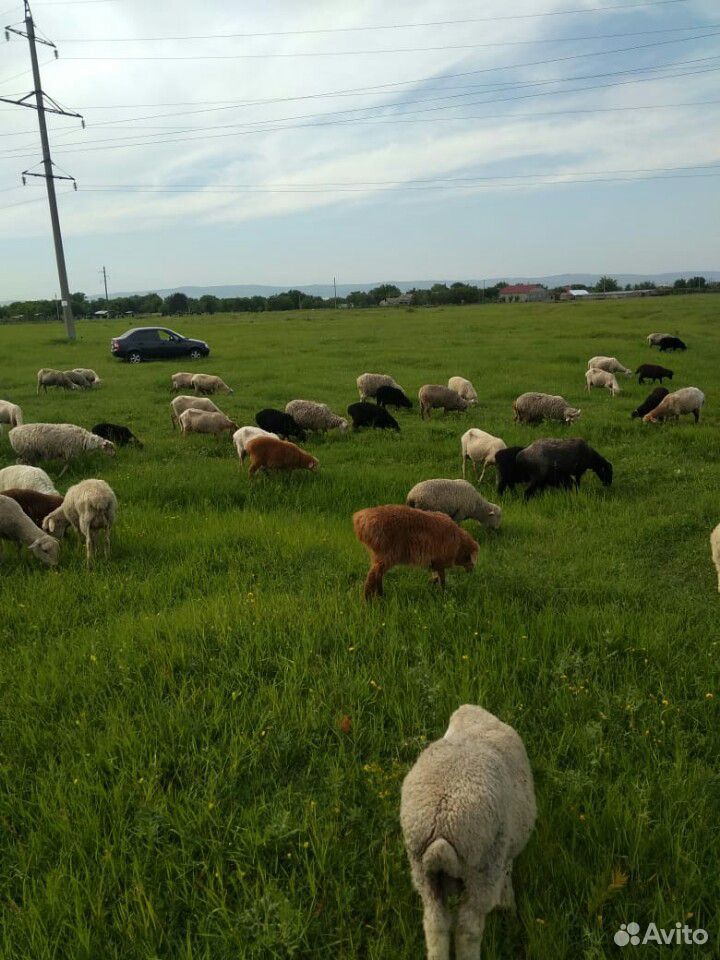 Овцы и Ягнята.+ овечая шерсть купить на Зозу.ру - фотография № 5