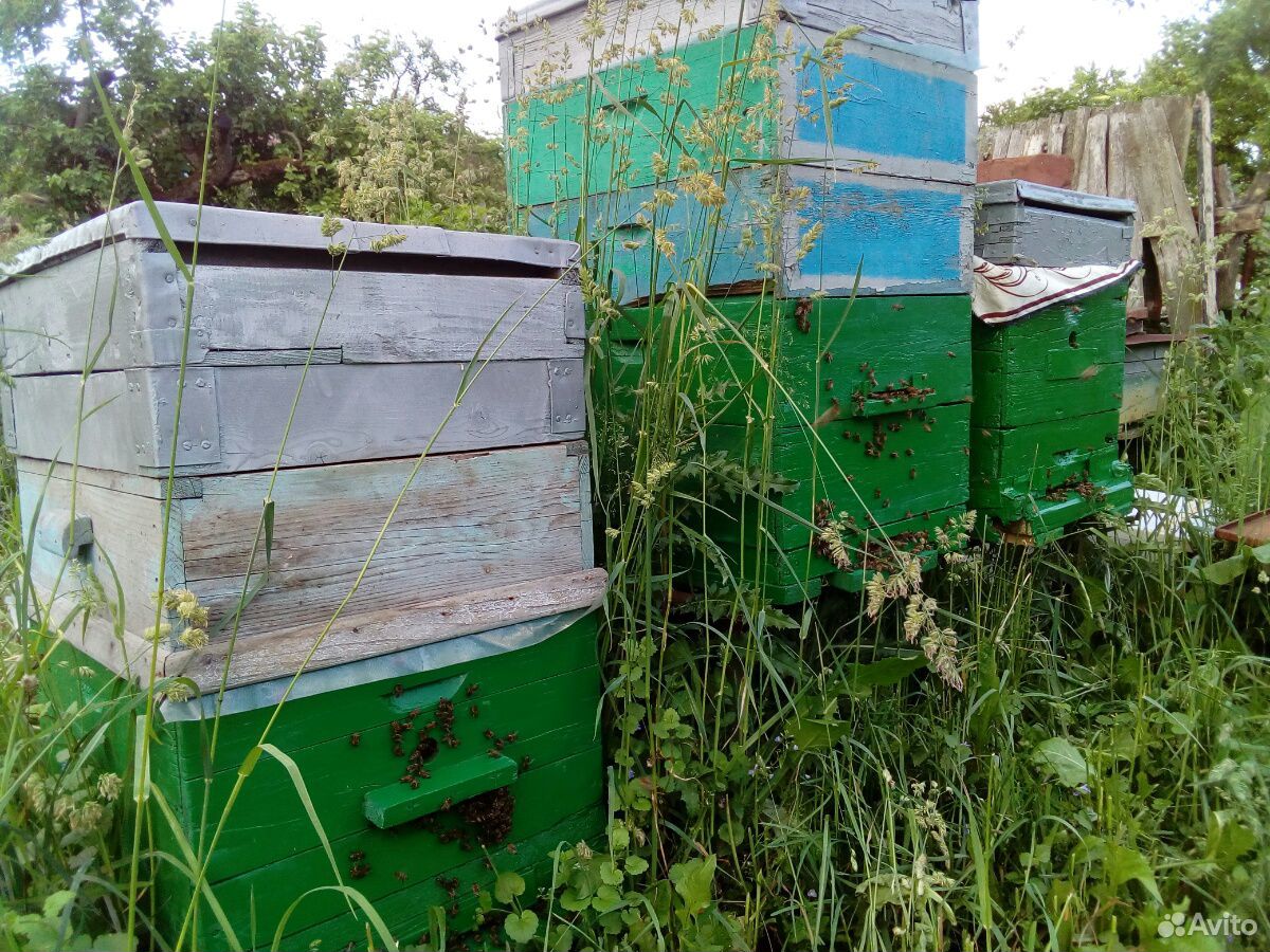 Пчёлы с ульем купить на Зозу.ру - фотография № 2