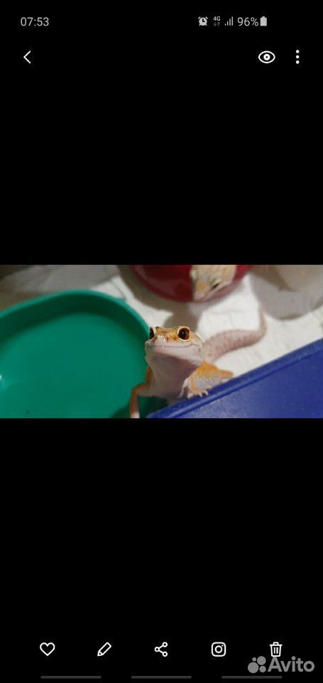 Улыбающийся геккон купить на Зозу.ру - фотография № 5