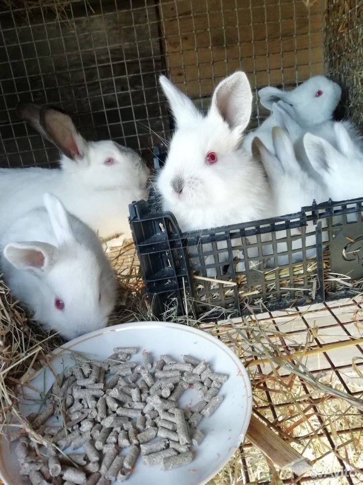Кролики Калифорнийские купить на Зозу.ру - фотография № 4