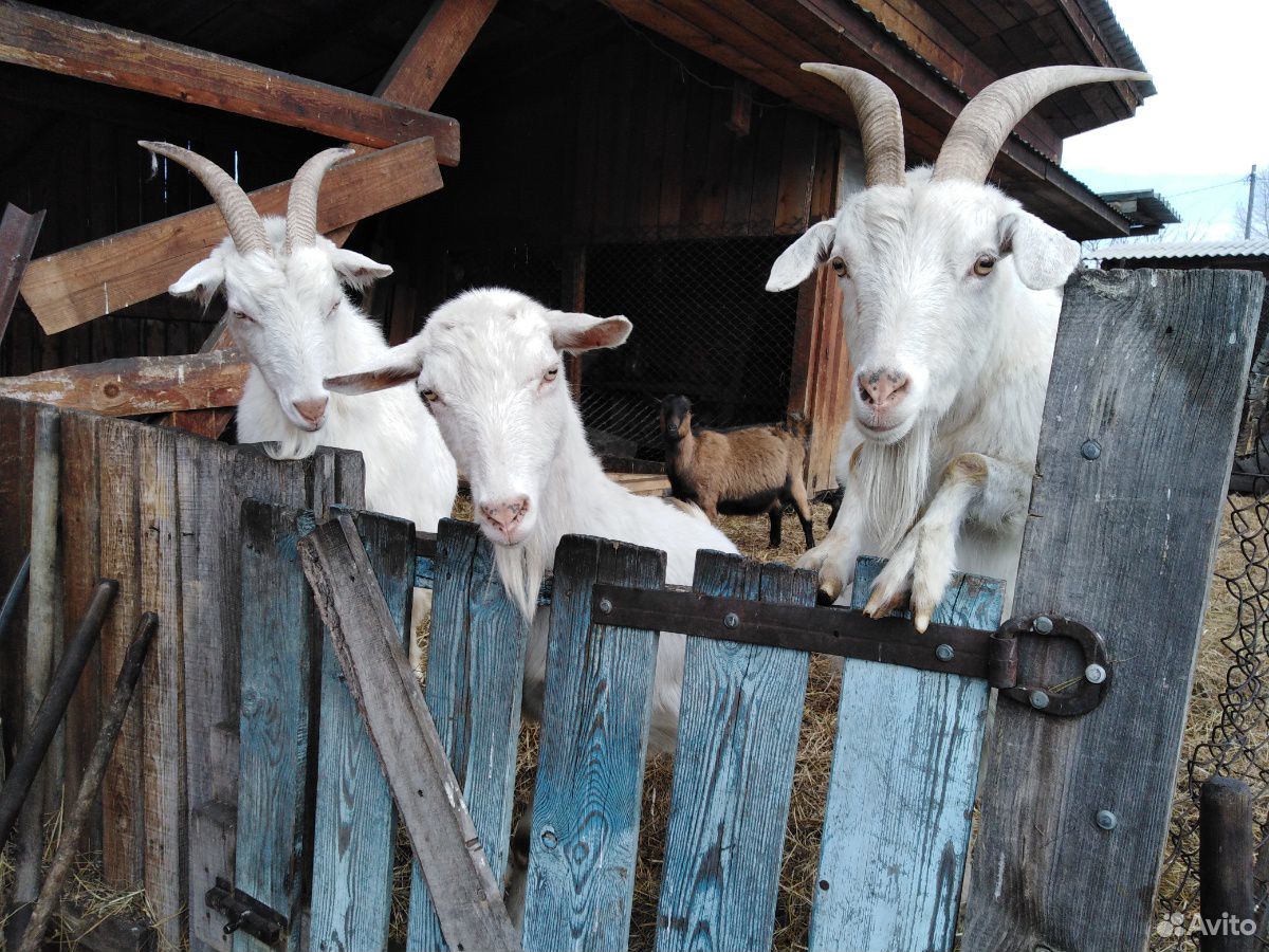 Продаю молочных коз. И козлят купить на Зозу.ру - фотография № 1