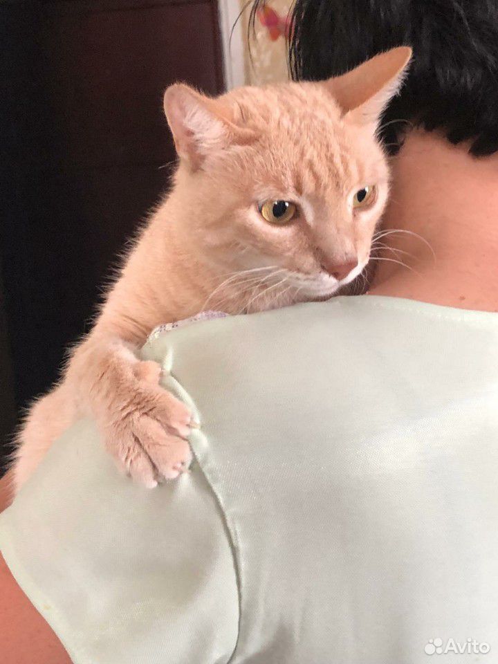Бежевый котик купить на Зозу.ру - фотография № 1