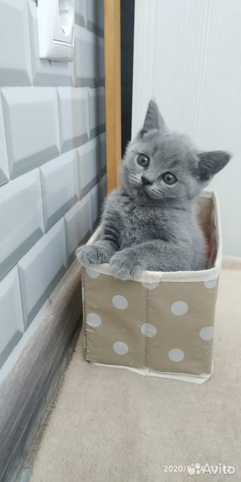 Британские голубые короткошерстные котята купить на Зозу.ру - фотография № 5