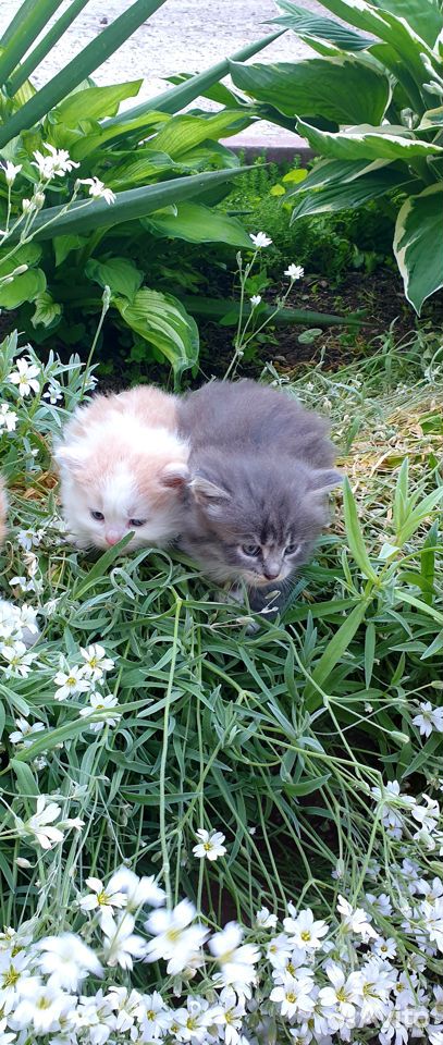 Маленькие котята в дар купить на Зозу.ру - фотография № 5