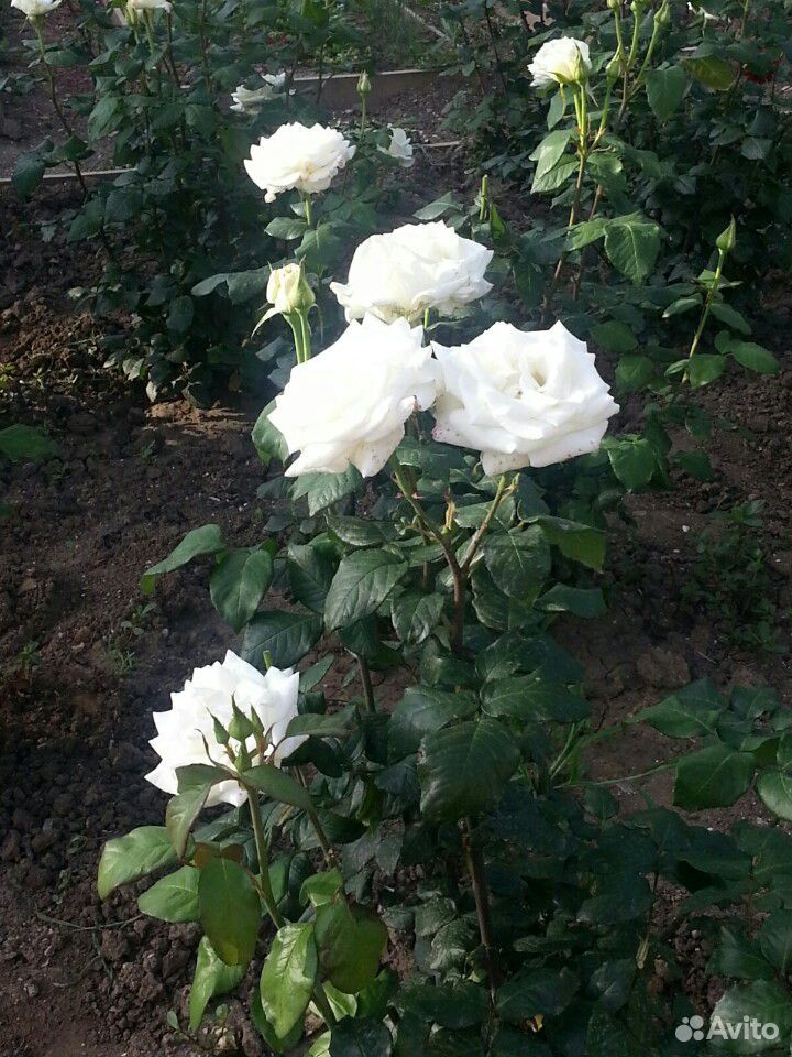 Лепестки роз (сушеные) купить на Зозу.ру - фотография № 2