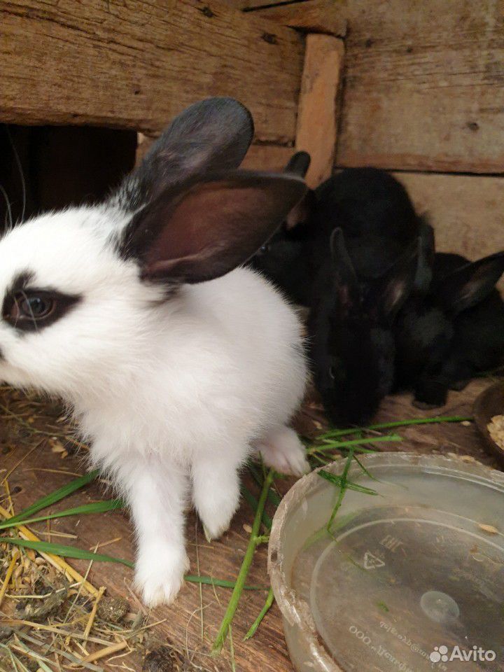 Продаются кролики различного возраста купить на Зозу.ру - фотография № 5