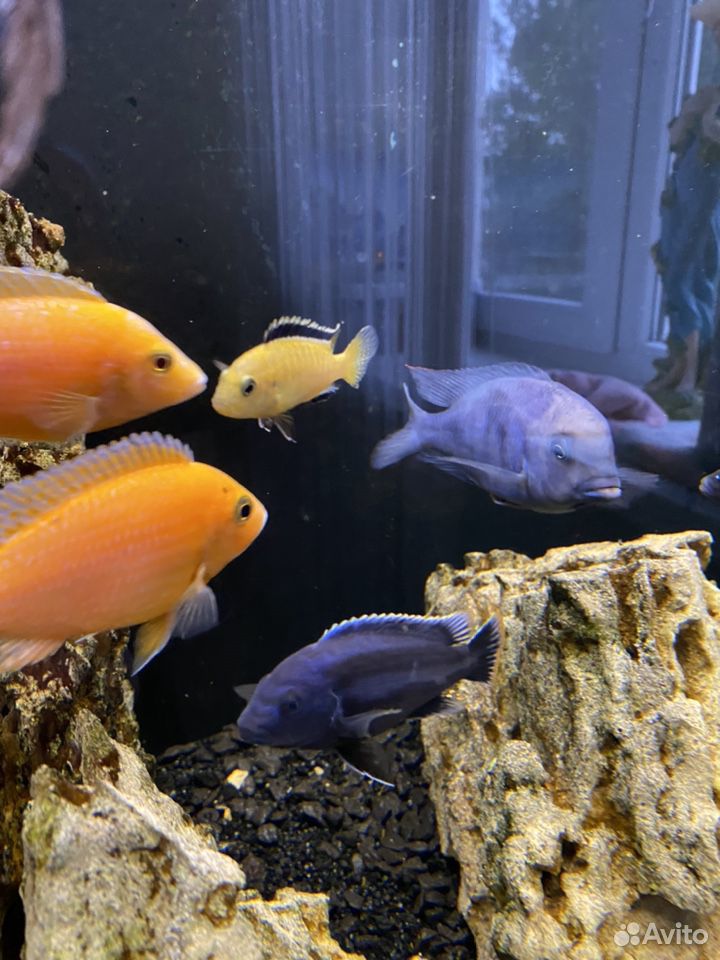 Цихлиды, рыбы в аквариум купить на Зозу.ру - фотография № 9