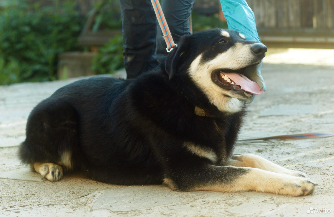 Крупный шикарный пес купить на Зозу.ру - фотография № 3