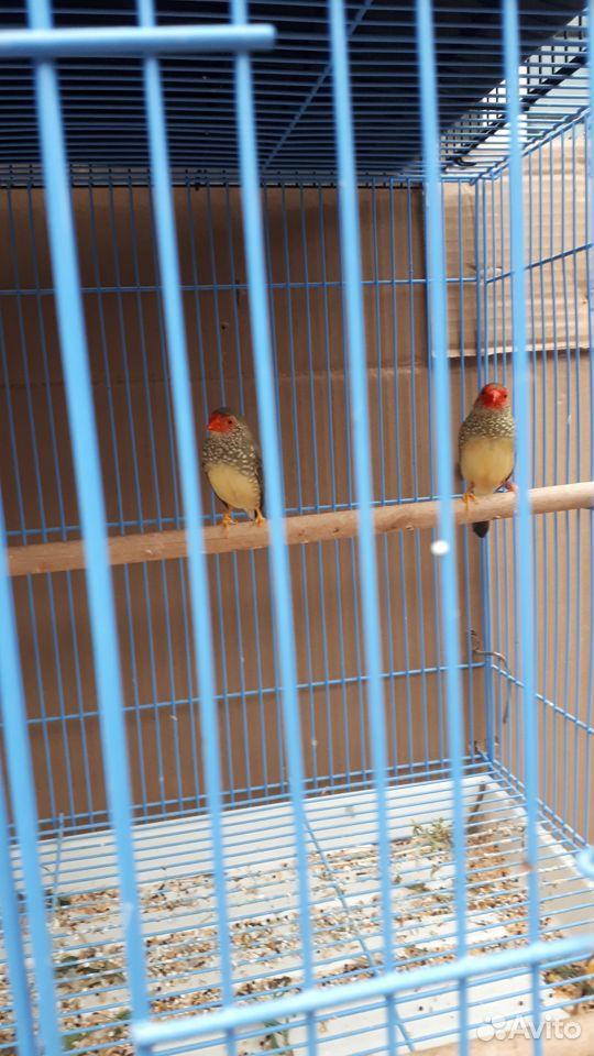 Попугаи певчие какарики кенари купить на Зозу.ру - фотография № 6
