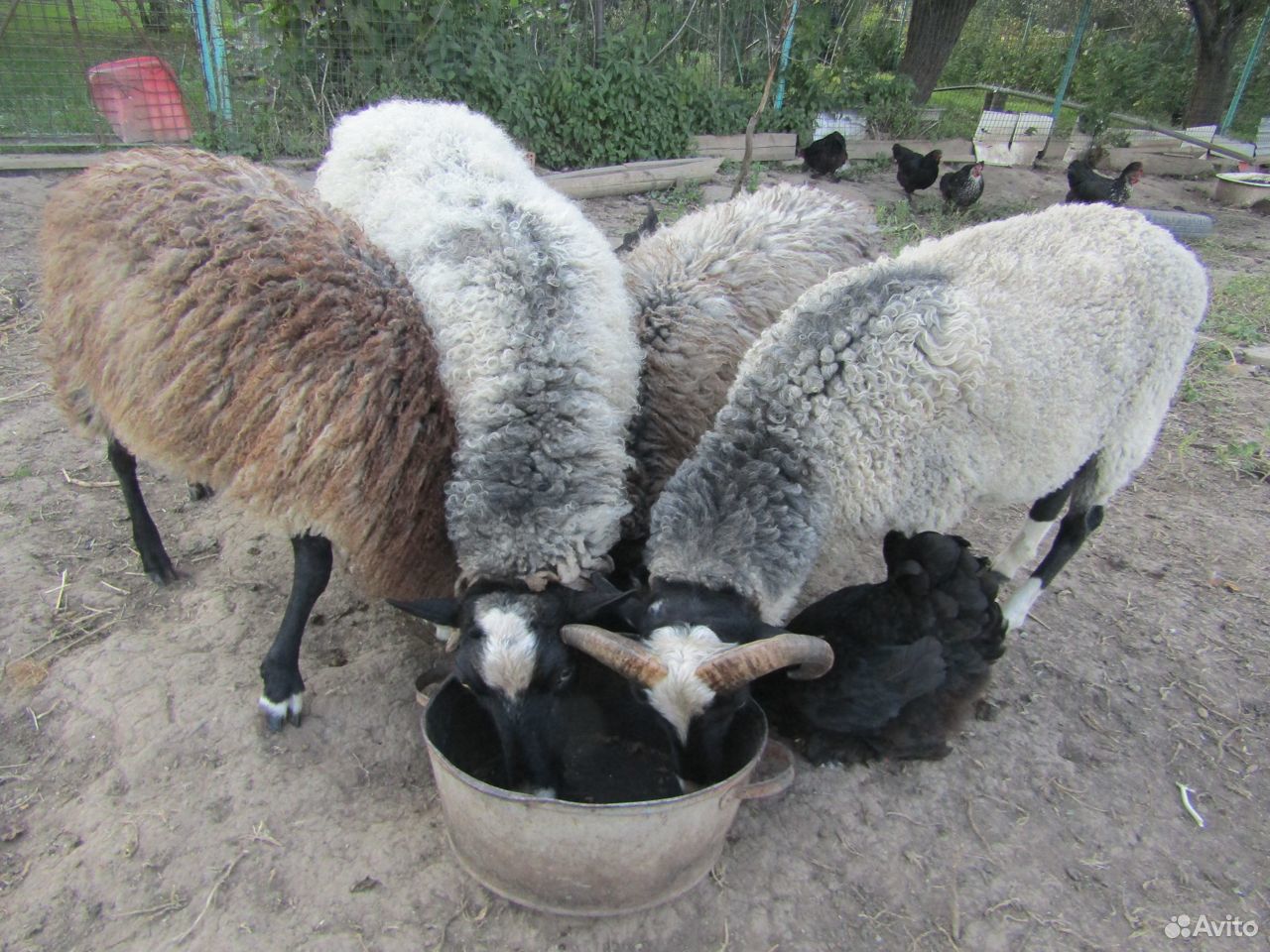 Бараны овцы ягнята купить на Зозу.ру - фотография № 3