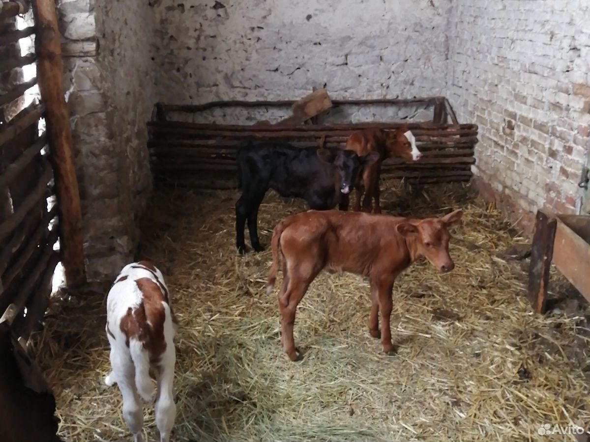 Молочные коровы бычки тёлки купить на Зозу.ру - фотография № 1
