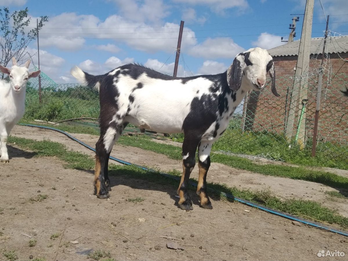 Подаются молочные козы купить на Зозу.ру - фотография № 1
