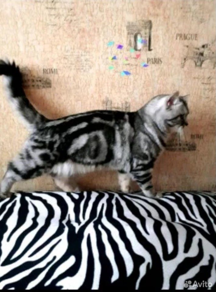 Мраморные Британские котята купить на Зозу.ру - фотография № 6