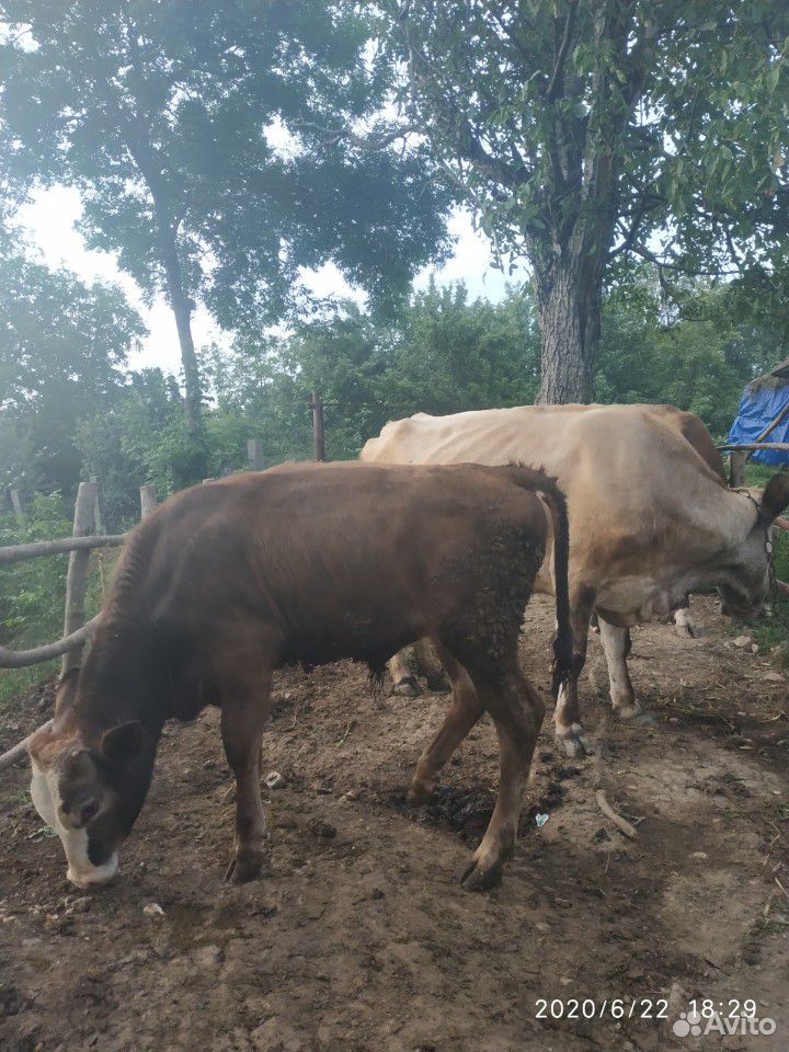 Корова с бычком купить на Зозу.ру - фотография № 4