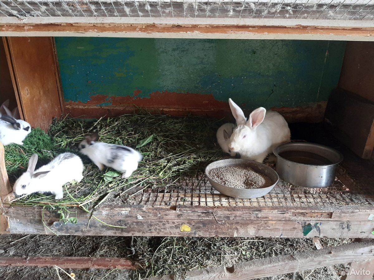 Кролики (Бабочки, чисто белые) купить на Зозу.ру - фотография № 3