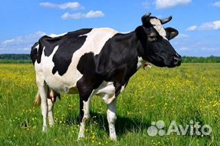 Продаются коровы и бычки купить на Зозу.ру - фотография № 1