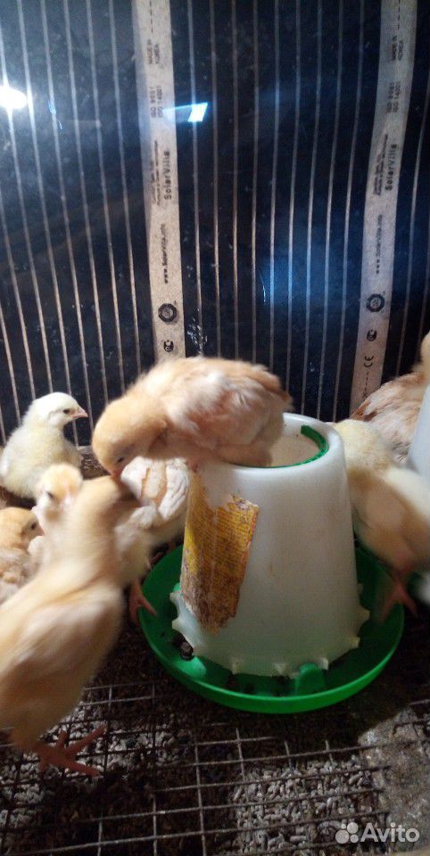 Цыплята кур несушек только курочки, петушков нет купить на Зозу.ру - фотография № 3