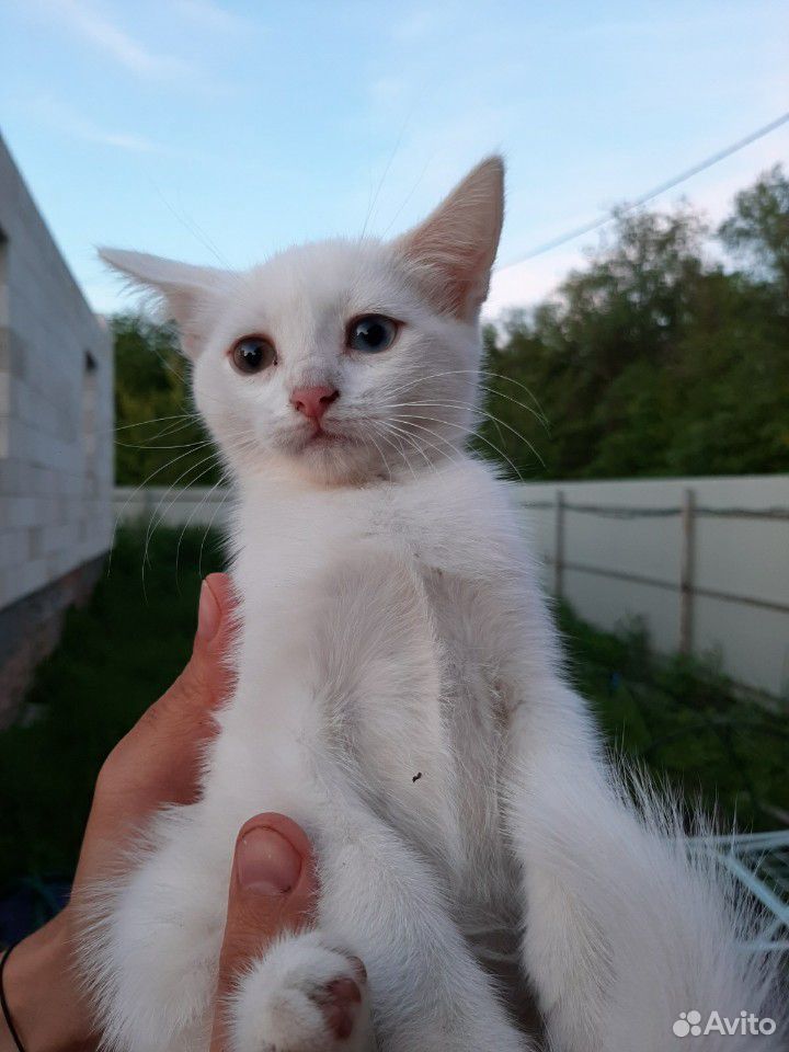Белые котята купить на Зозу.ру - фотография № 6