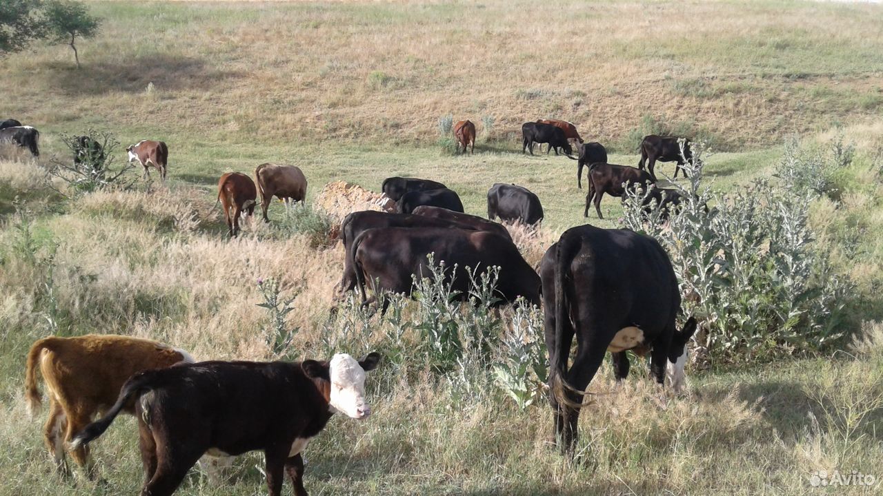 Коровы и недели абердиноангусской породы купить на Зозу.ру - фотография № 2