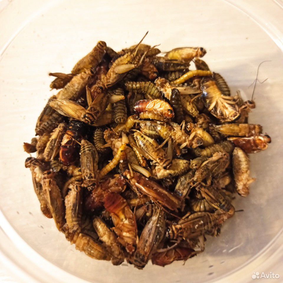 Кормовые насекомые купить на Зозу.ру - фотография № 2
