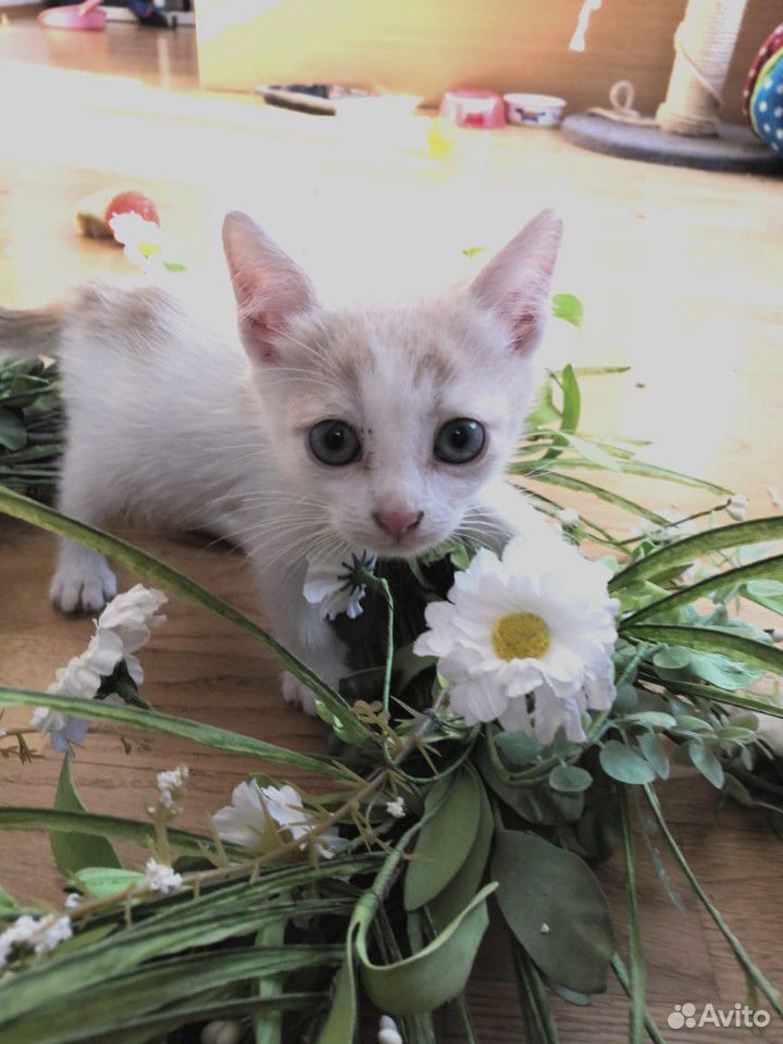 Замечательный котёнок в добрые руки купить на Зозу.ру - фотография № 1