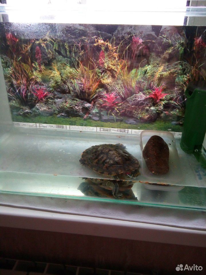 Красноухая черепаха(водная) купить на Зозу.ру - фотография № 5