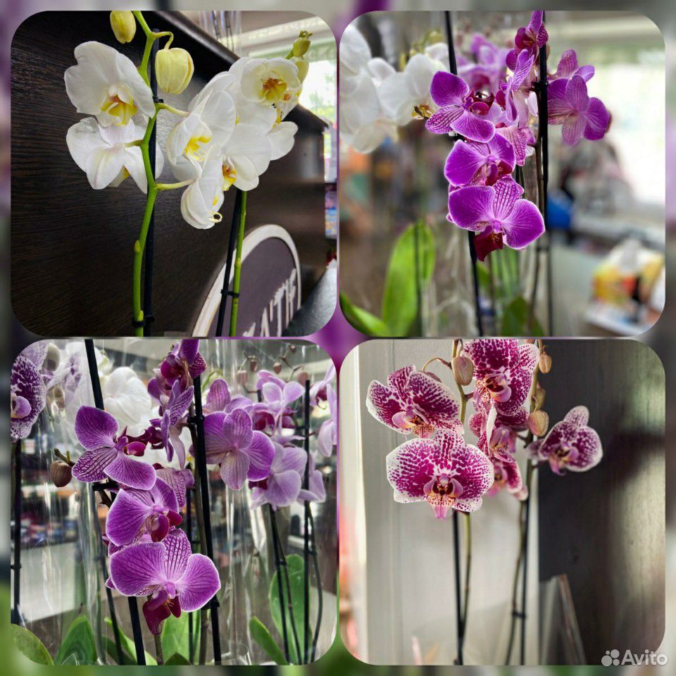 Орхидея (фаленопсис) купить на Зозу.ру - фотография № 1
